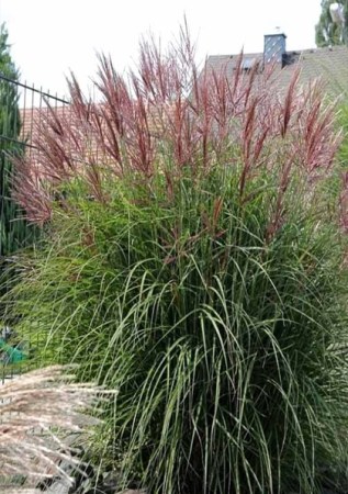 MISCANTHUS sinensis Ferner Osten